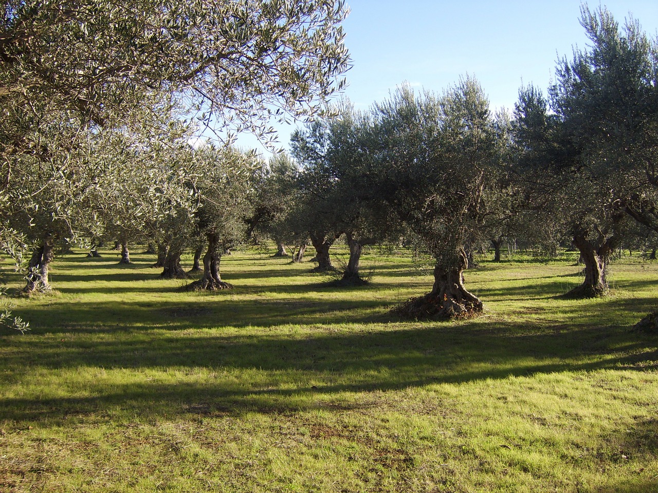 olivo sun field free photo