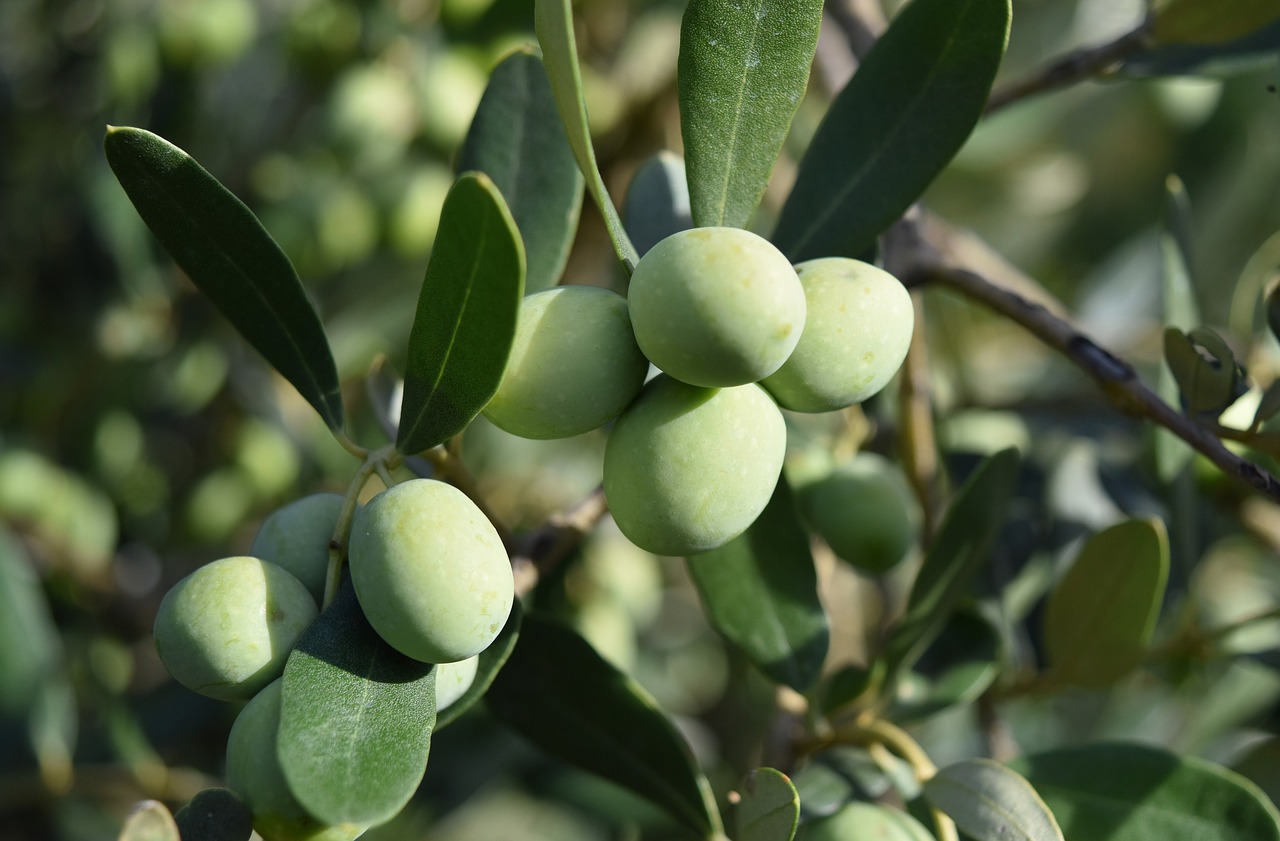 olivo  olive trees  olives free photo