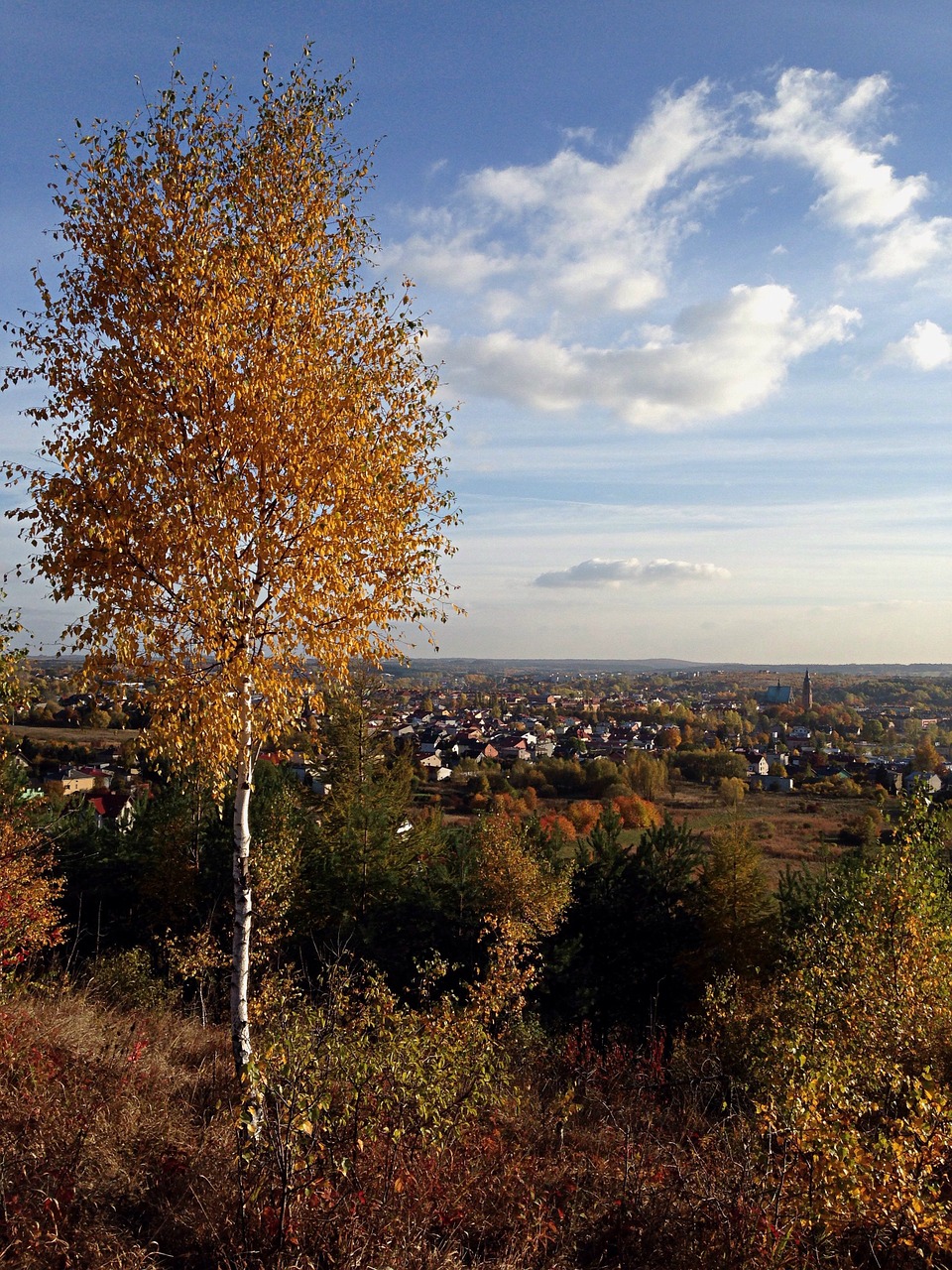 olkusz poland tree free photo