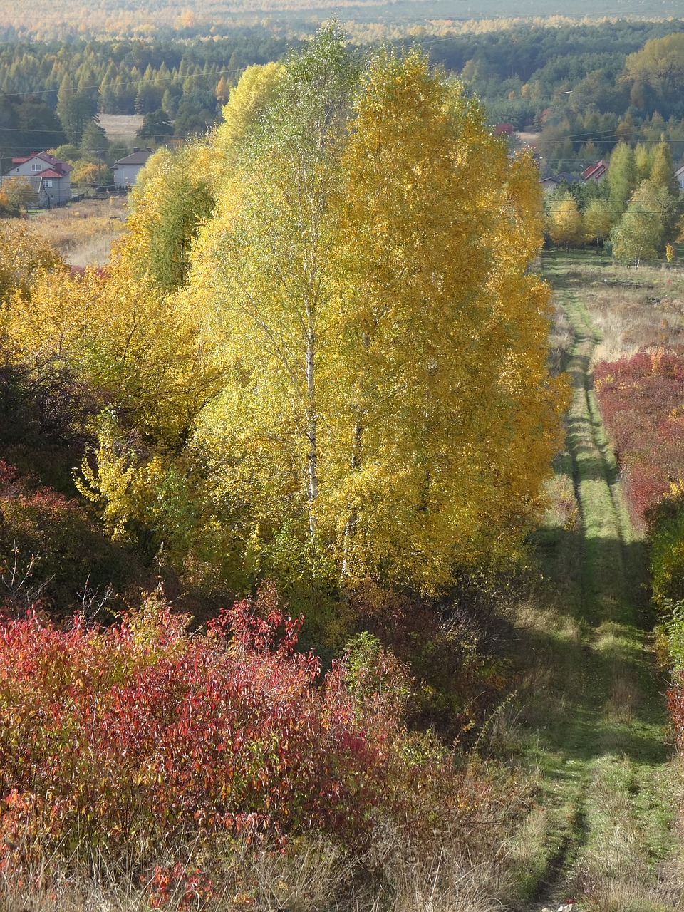 olkusz poland tree free photo