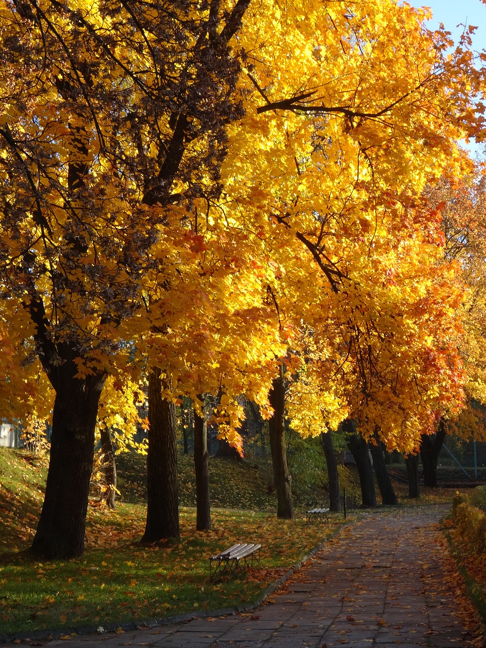 olkusz poland tree free photo