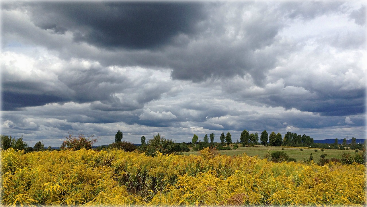 olkusz poland meadow free photo