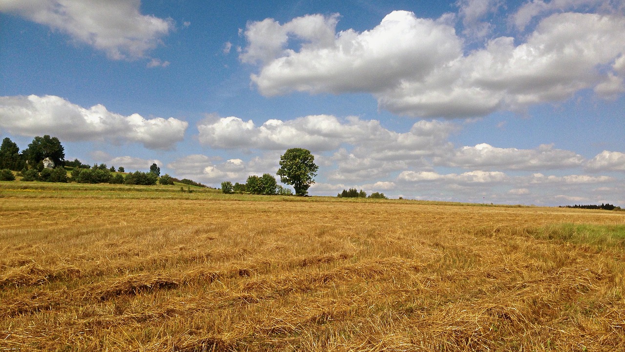 olkusz poland field free photo