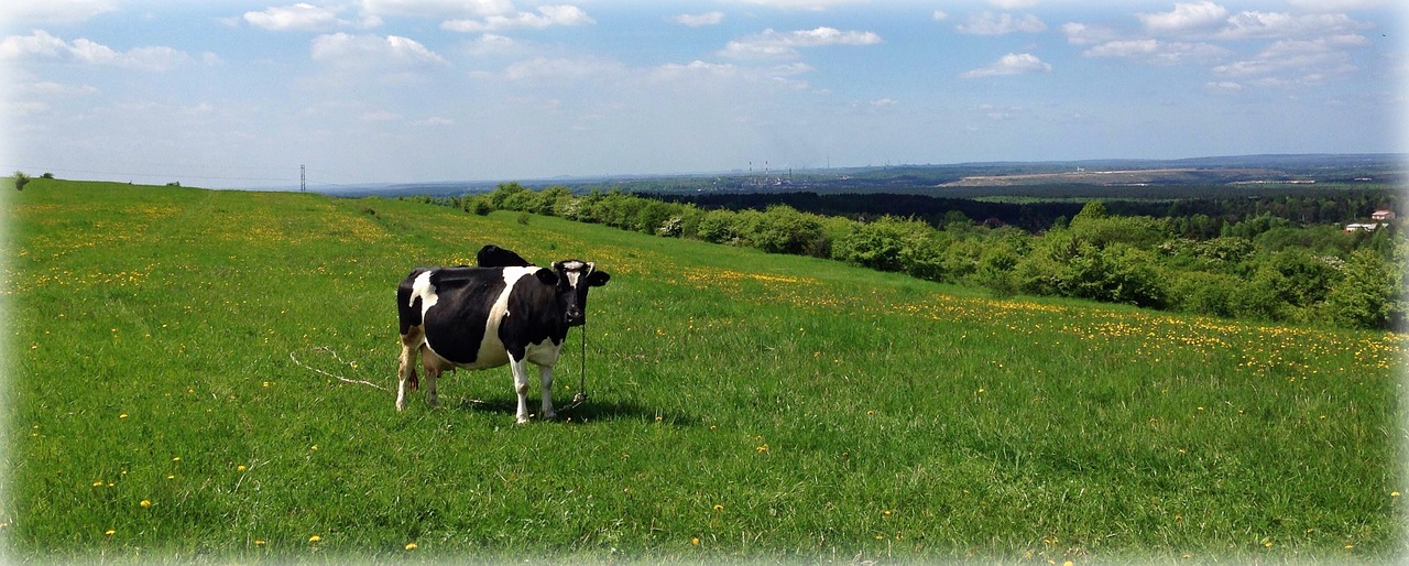 olkusz poland cow free photo