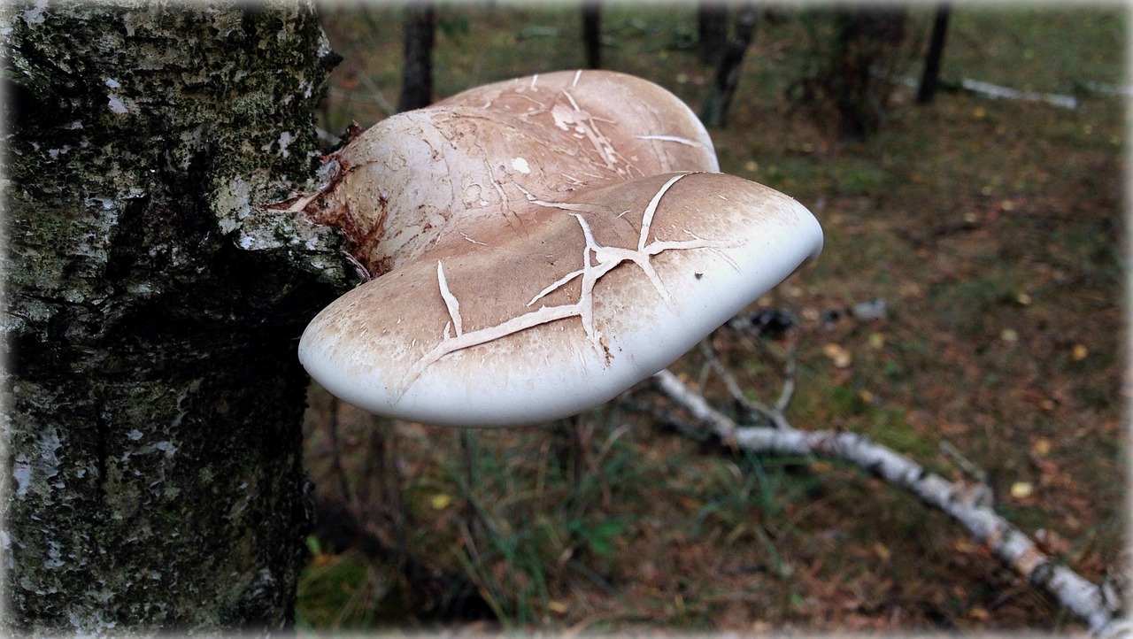 olkusz poland mushroom free photo