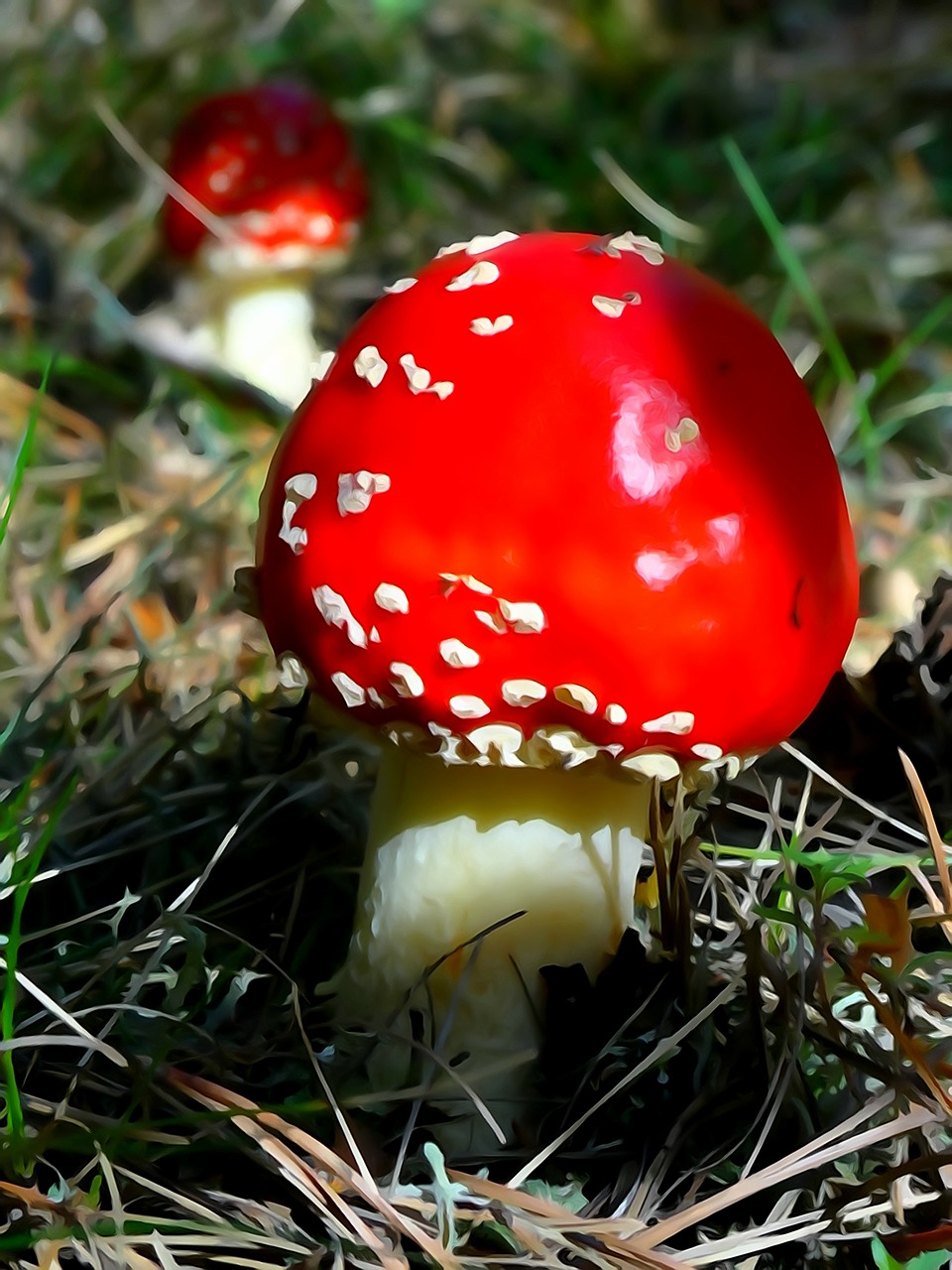 olkusz poland mushroom free photo