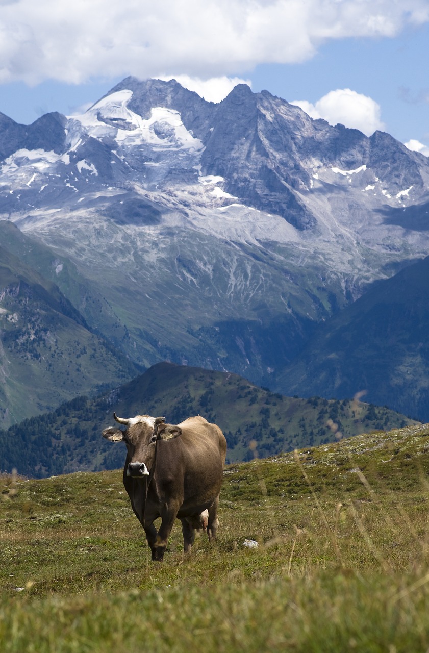 olperer  cow  alpine free photo