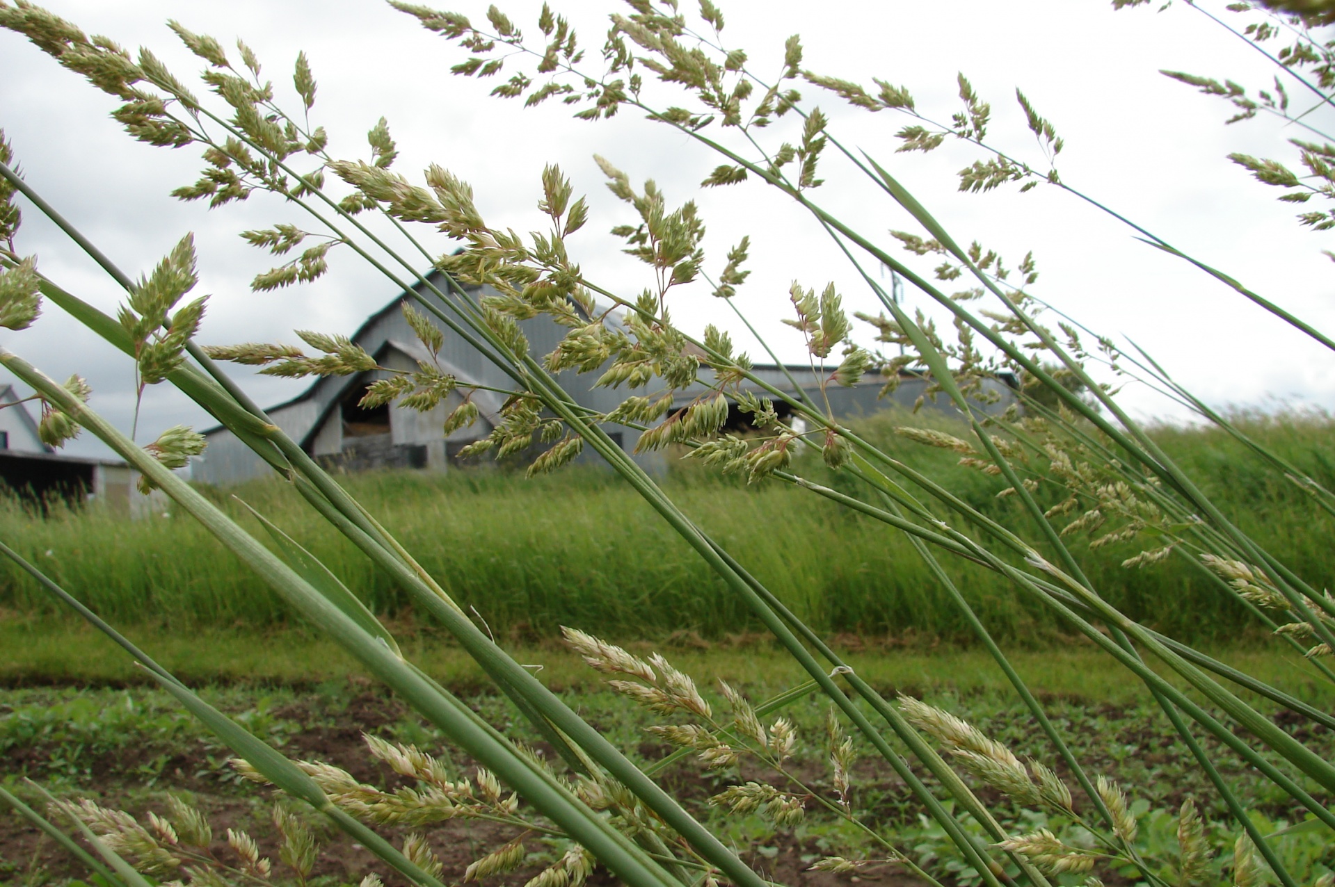 barn farm rural free photo