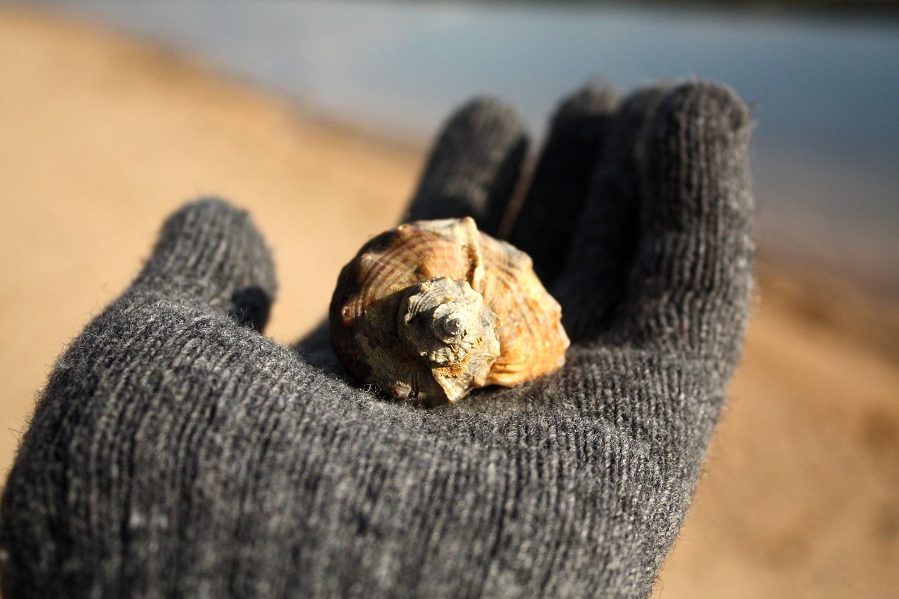 on the palm sink seashells free photo