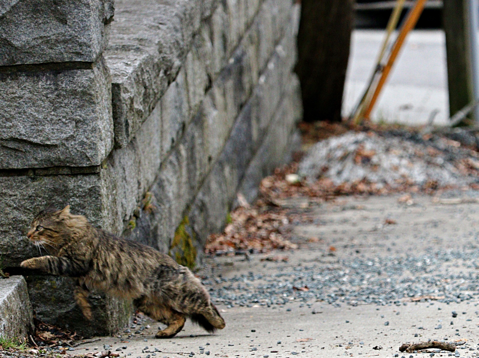 stone wall rock wall cat free photo