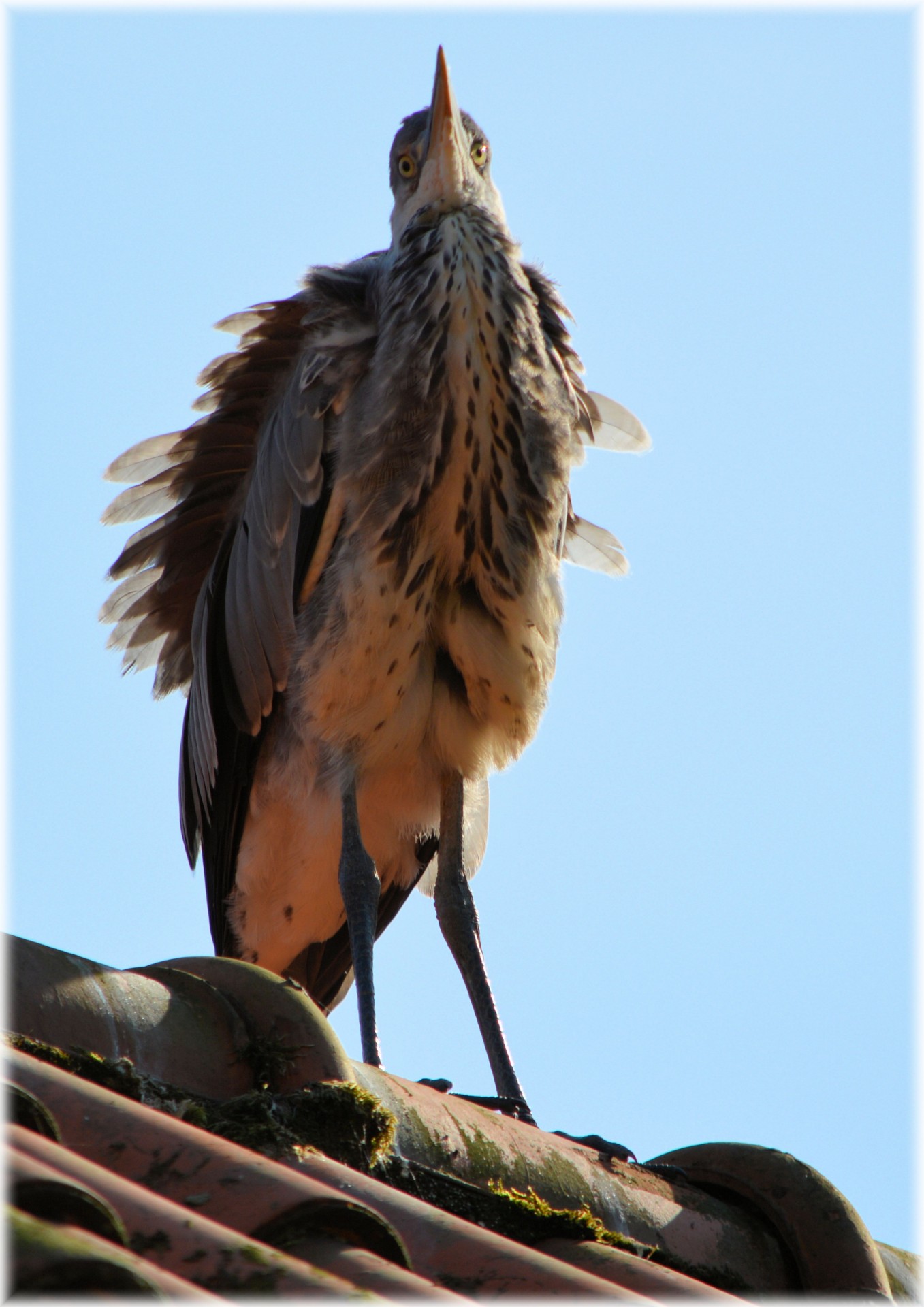 heron bird animal free photo