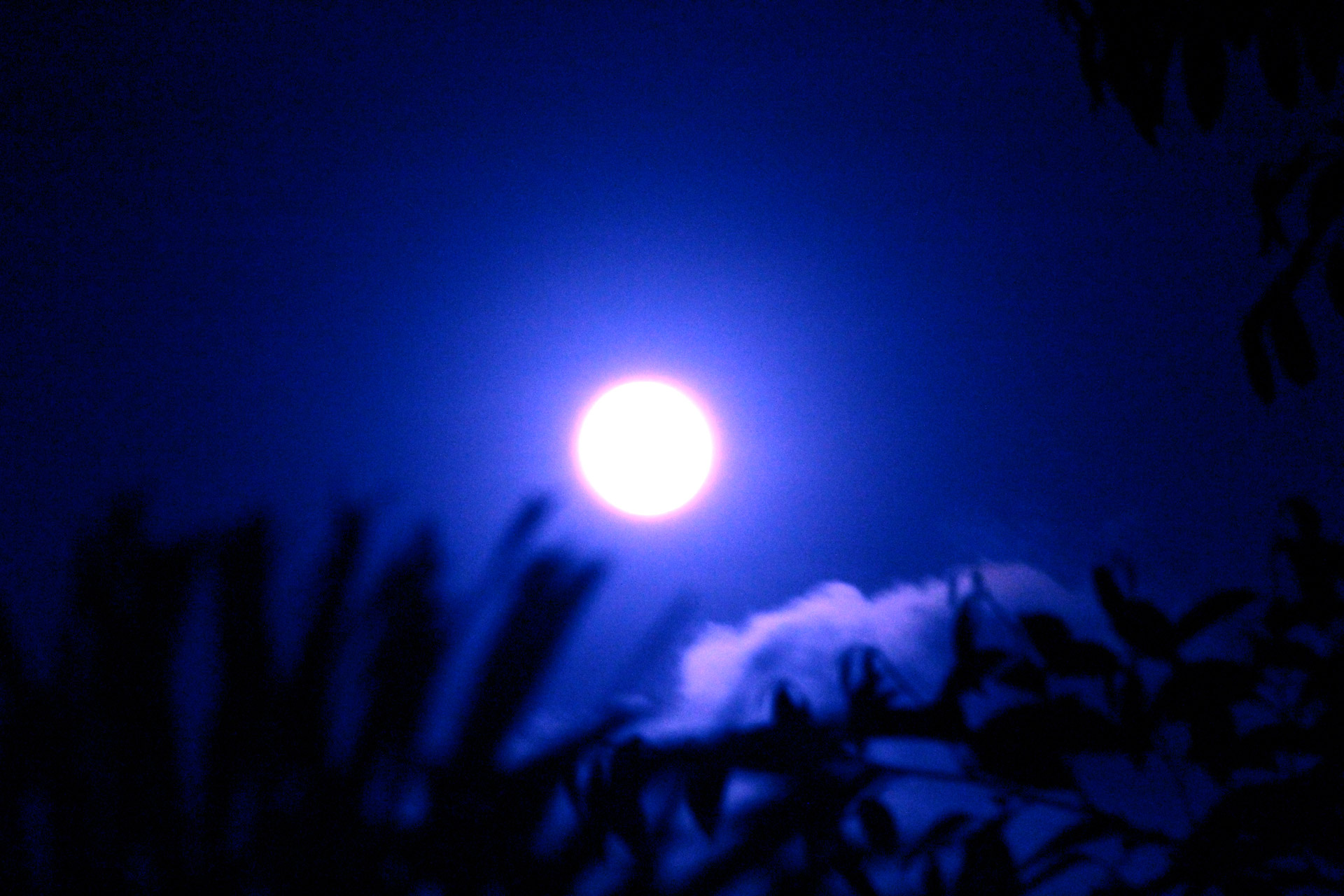 moon full moon midnight blue free photo