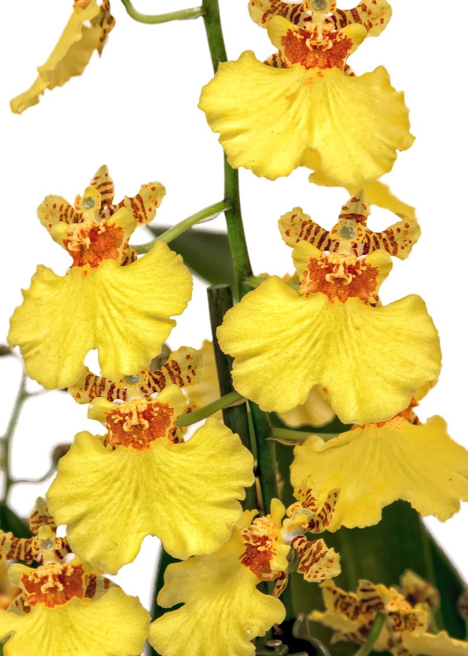 oncidium orchid yellow free photo