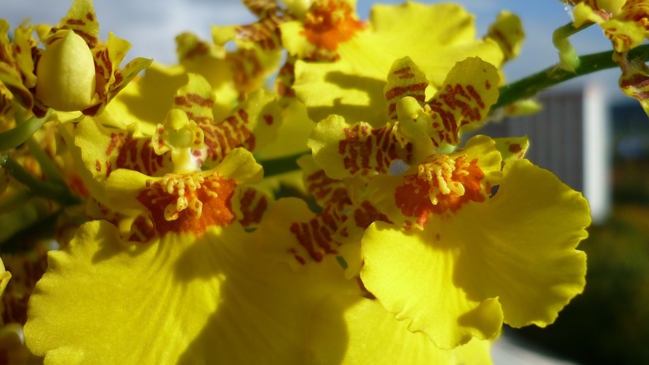 oncidium flower yellow free photo
