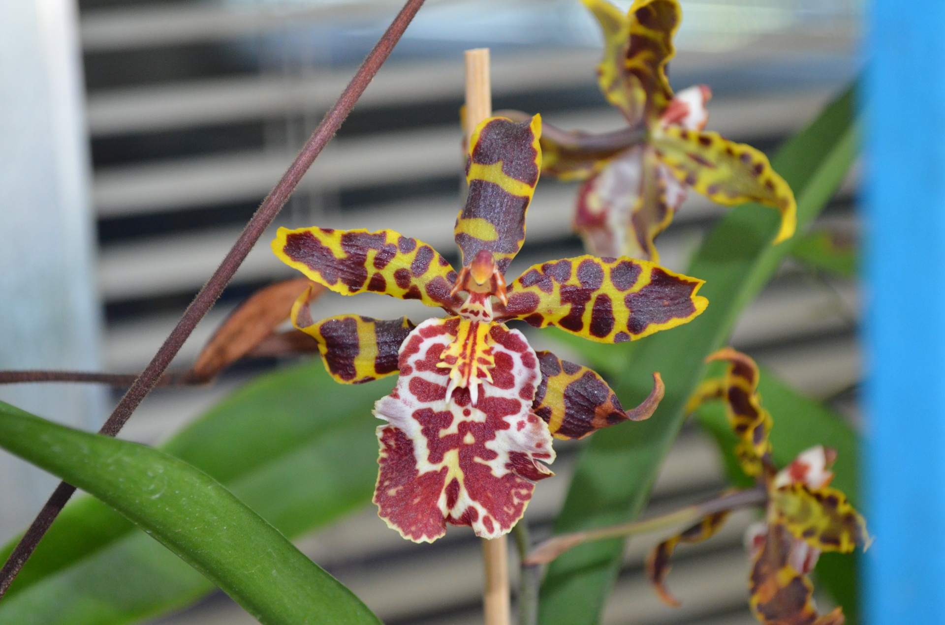 orchid flower brazil free photo