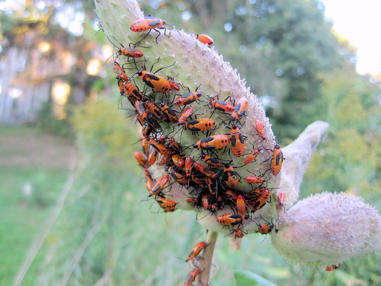 oncopeltus fasciatus milkweed insect milkweed free photo