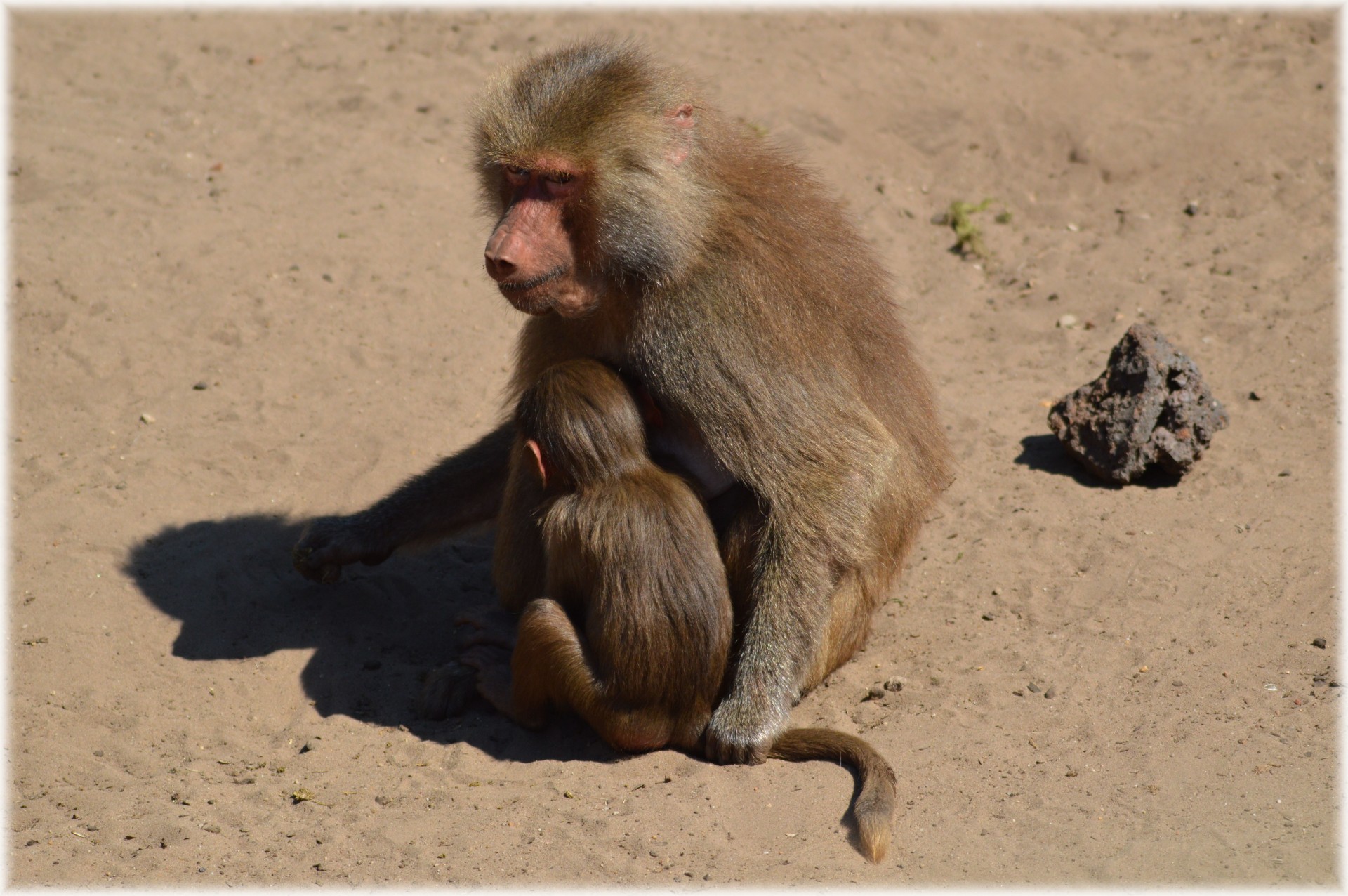 baboon hamadryas baboons monkey free photo