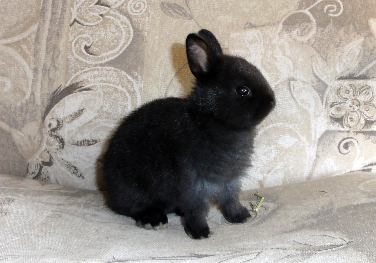 one black bunny free photo