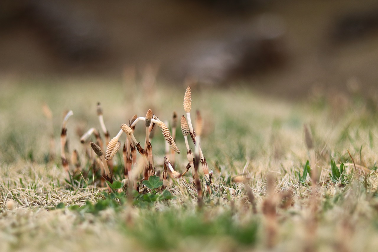 one  spring  horsetail free photo