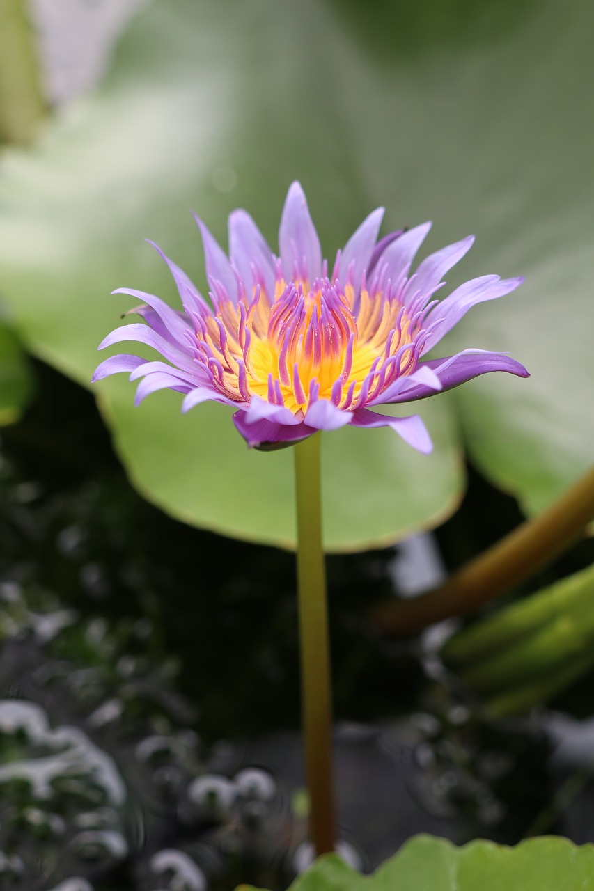 one  purple waterlily  flower free photo