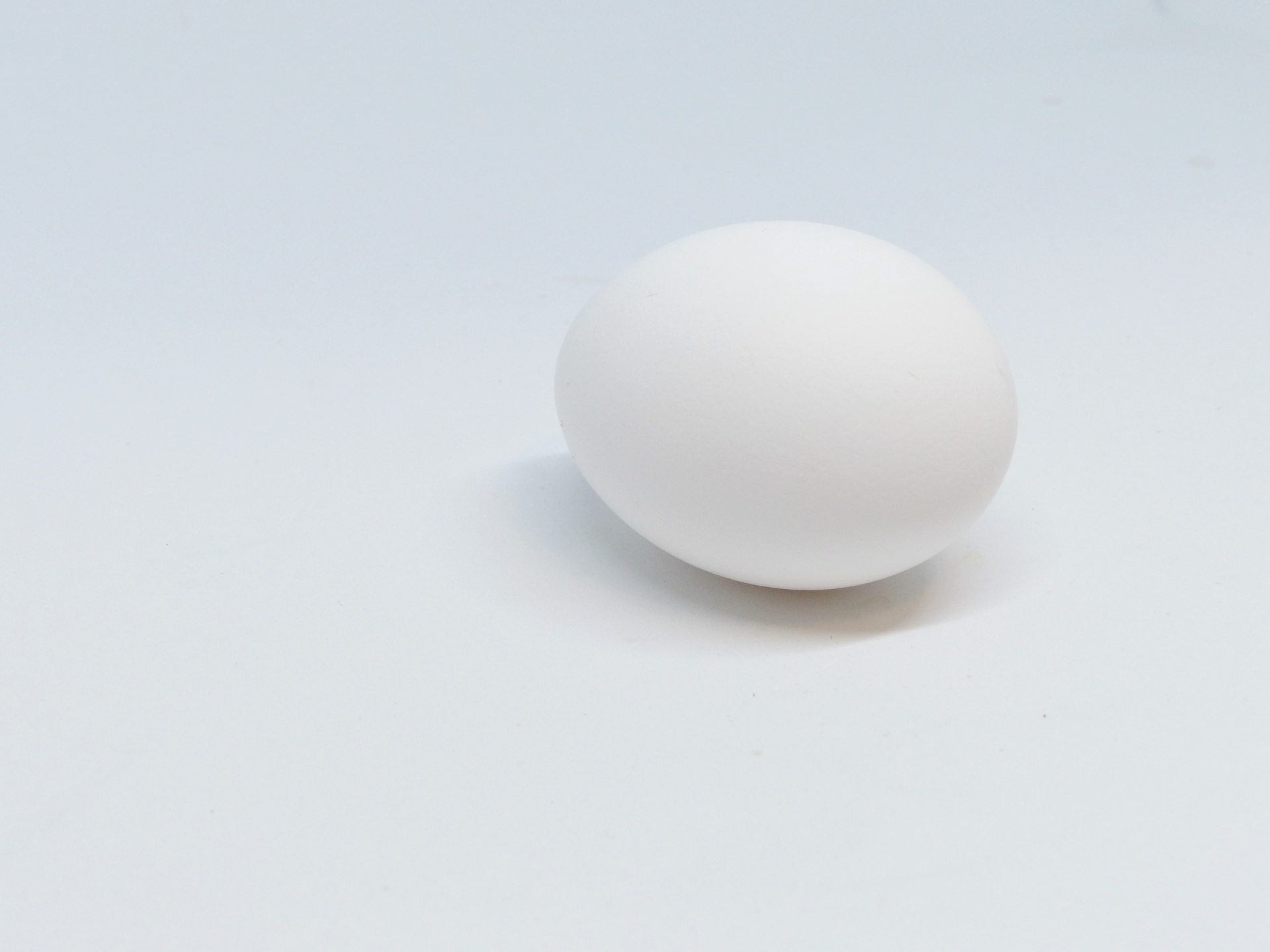 egg white one free photo