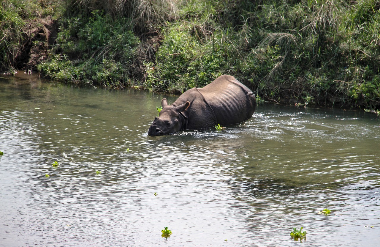 one horned rhino  national park  nepal free photo