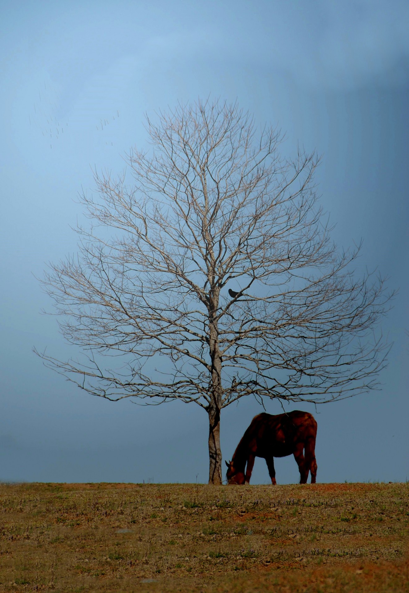 horse tree winter free photo