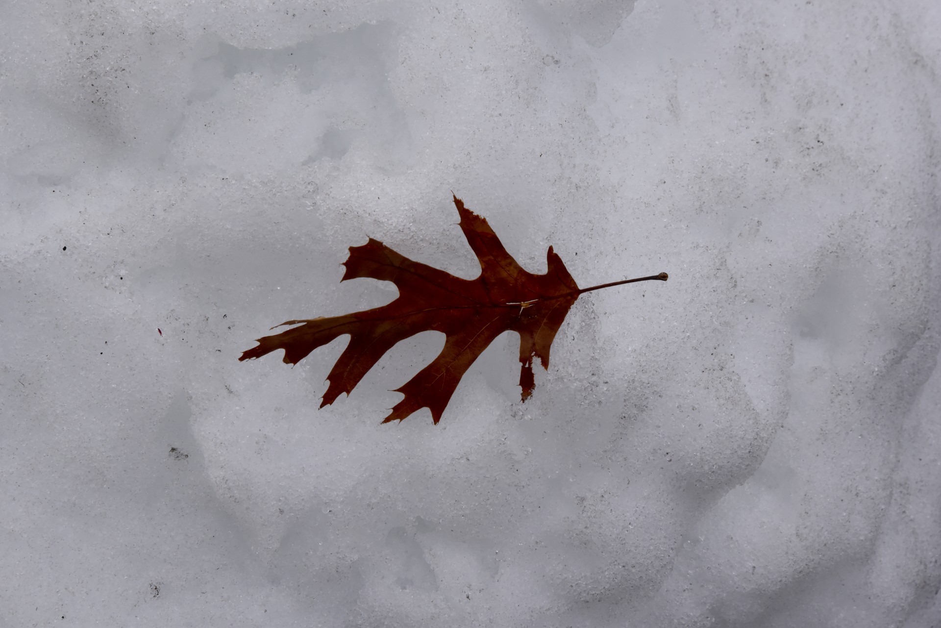 snow leaf winter free photo