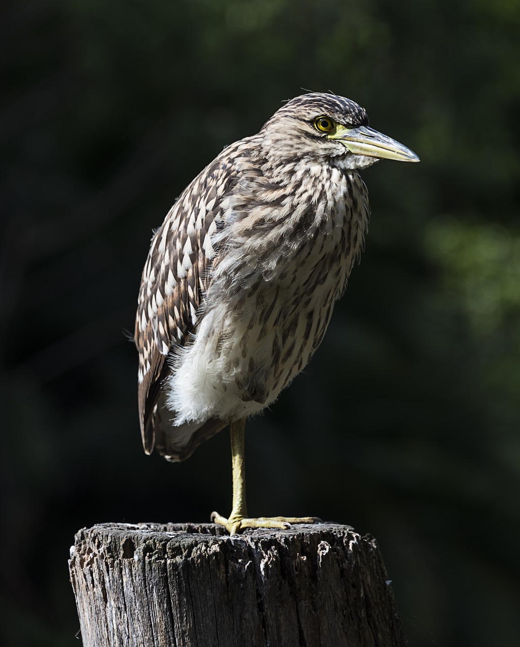 one leg  birds  nature free photo