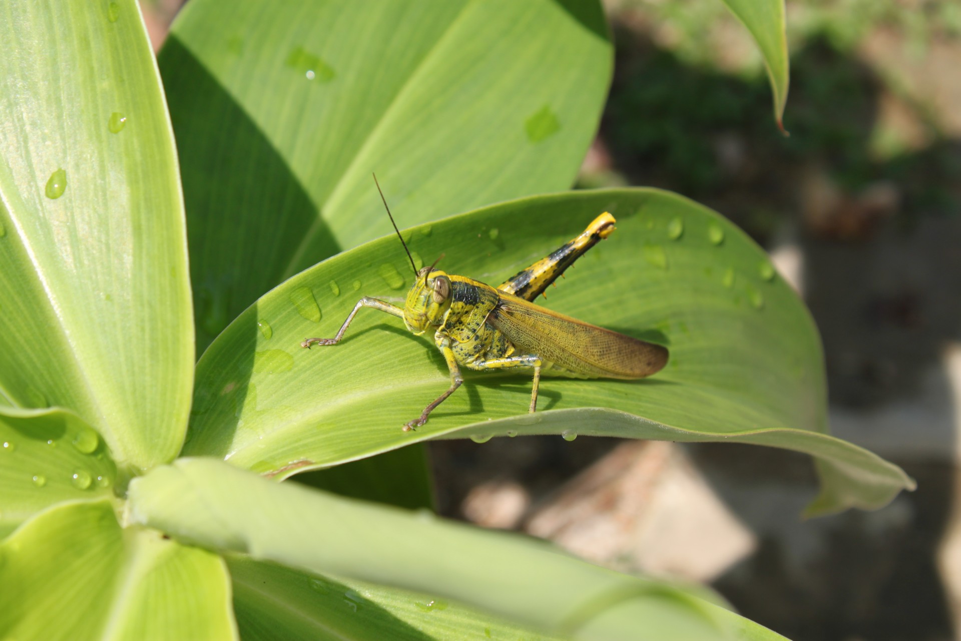 one leg grasshopper free photo