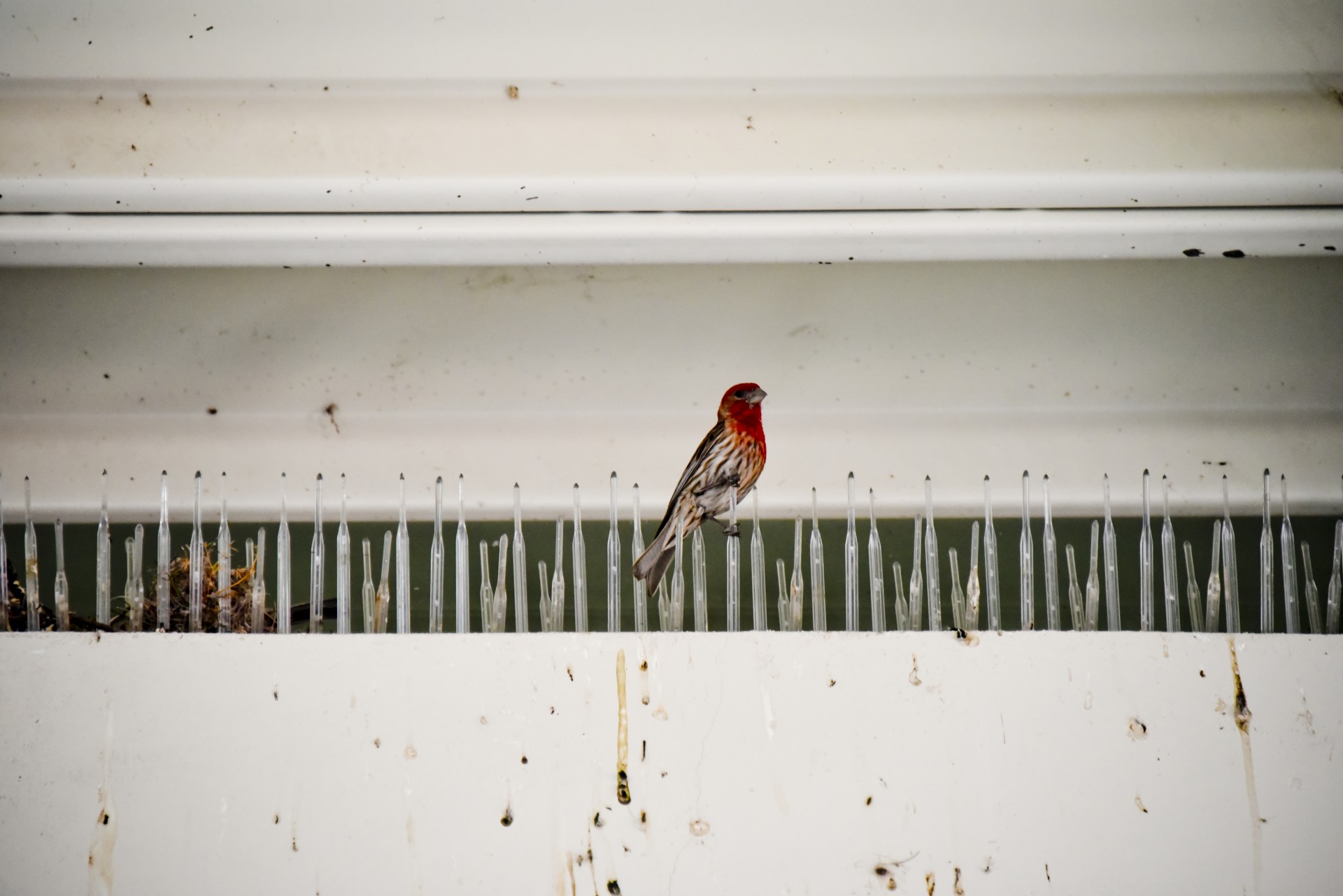 robin red-breast bird free photo