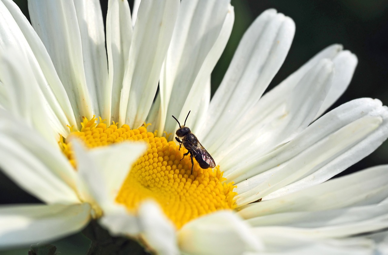 insect plant nature free photo