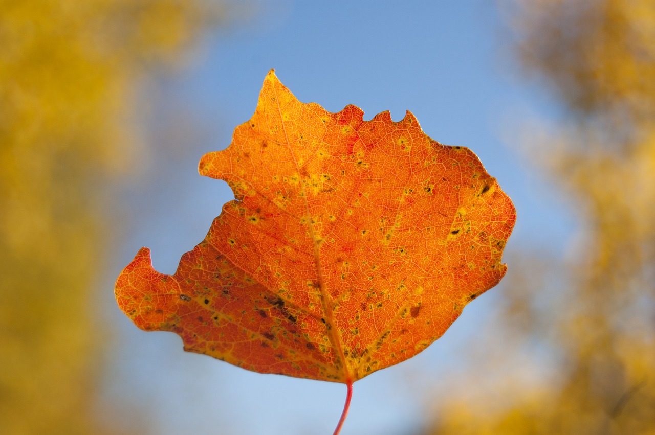 one orange aspen leaf aspen leaf on a background of blue sky free photo
