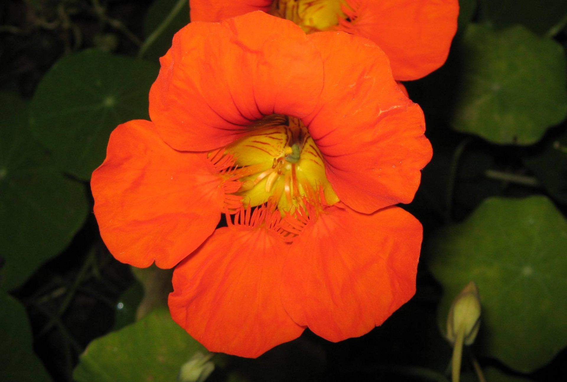 orange nasturtium flower free photo