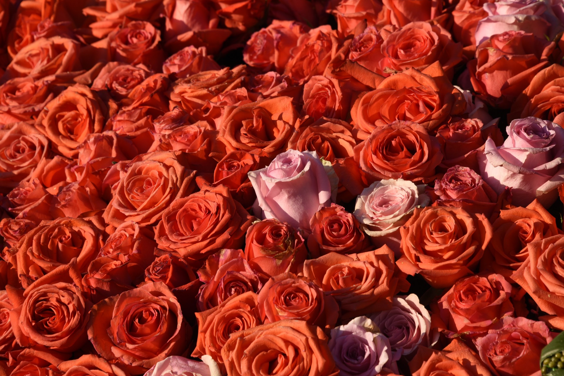 roses blanket pink free photo