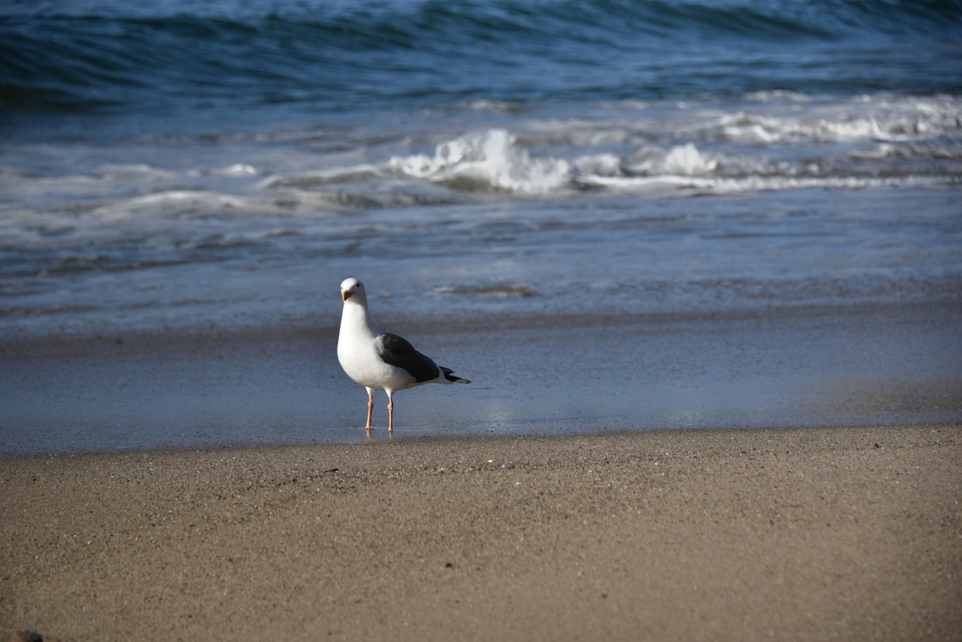 seagull adult standing free photo