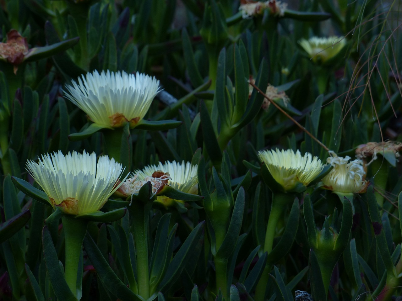 one year of beach star flower blossom free photo