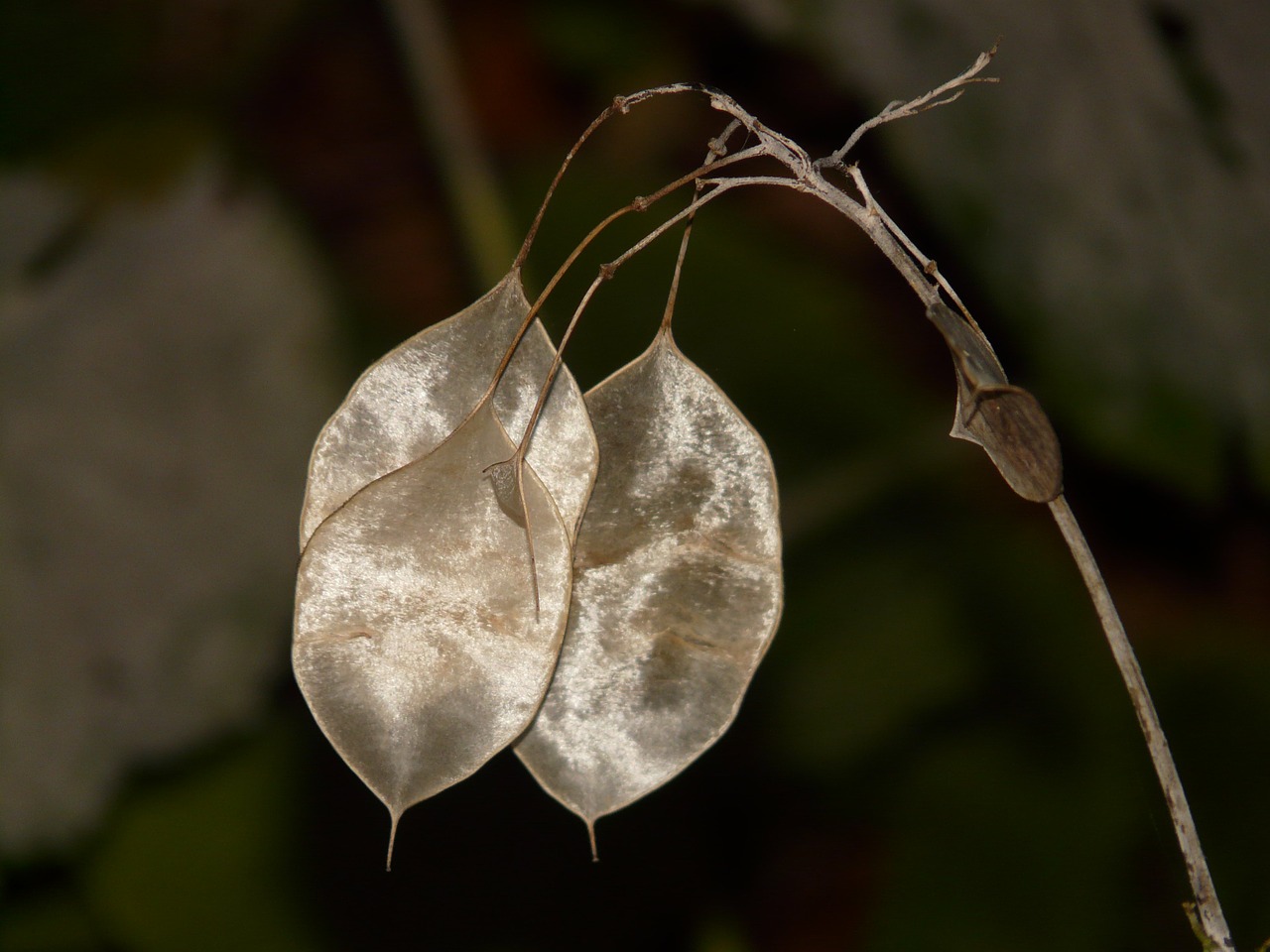 one year silver leaf lunaria annua silver leaf free photo