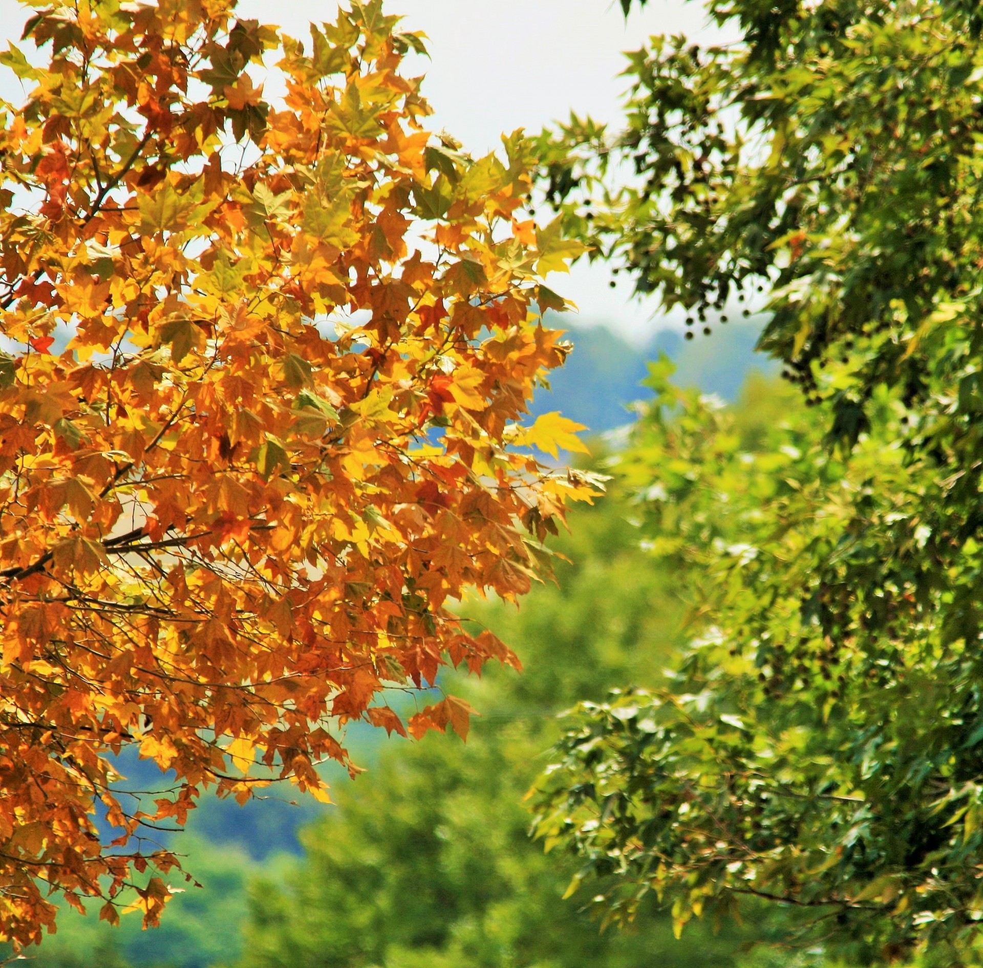 trees plane green free photo