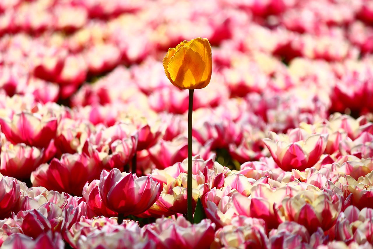 one yellow tulip alone stand alone free photo