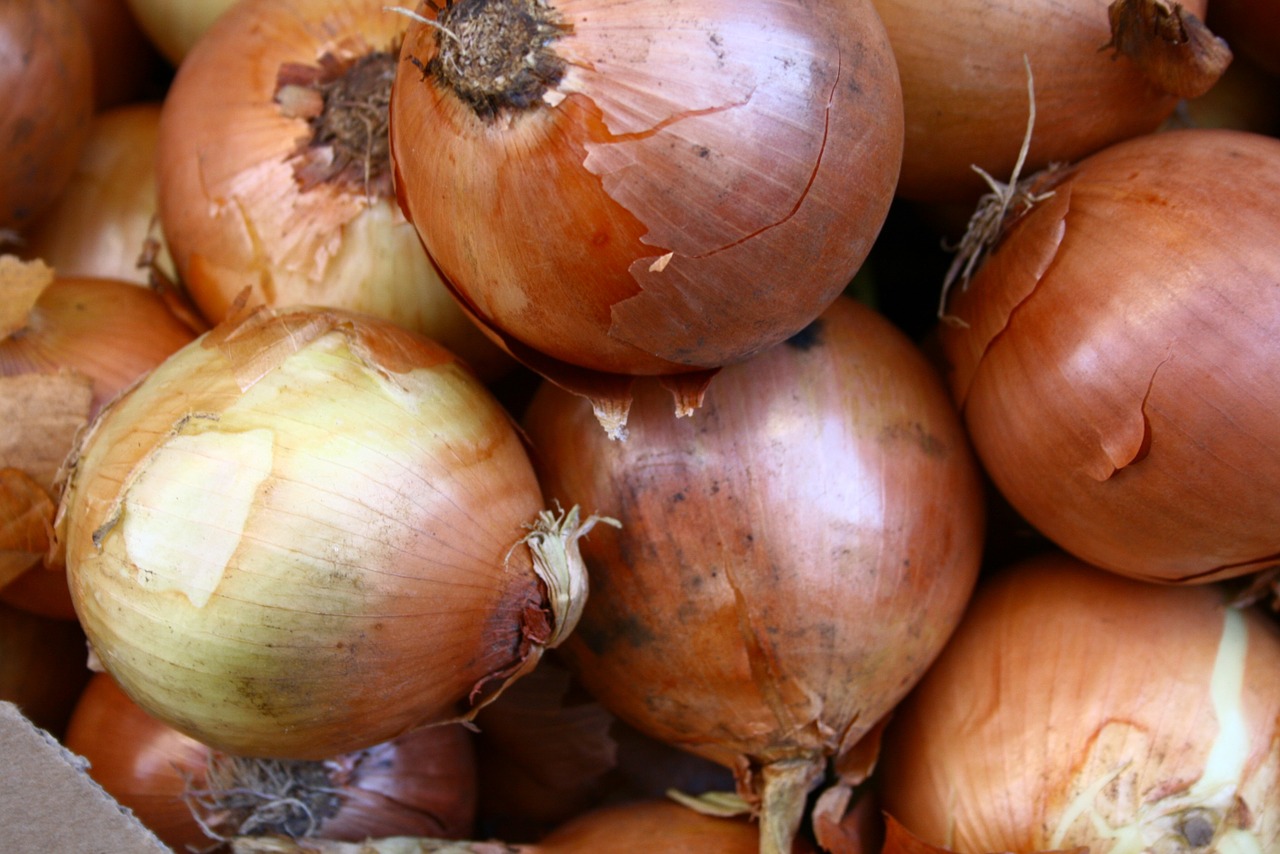 onion onions vegetables free photo