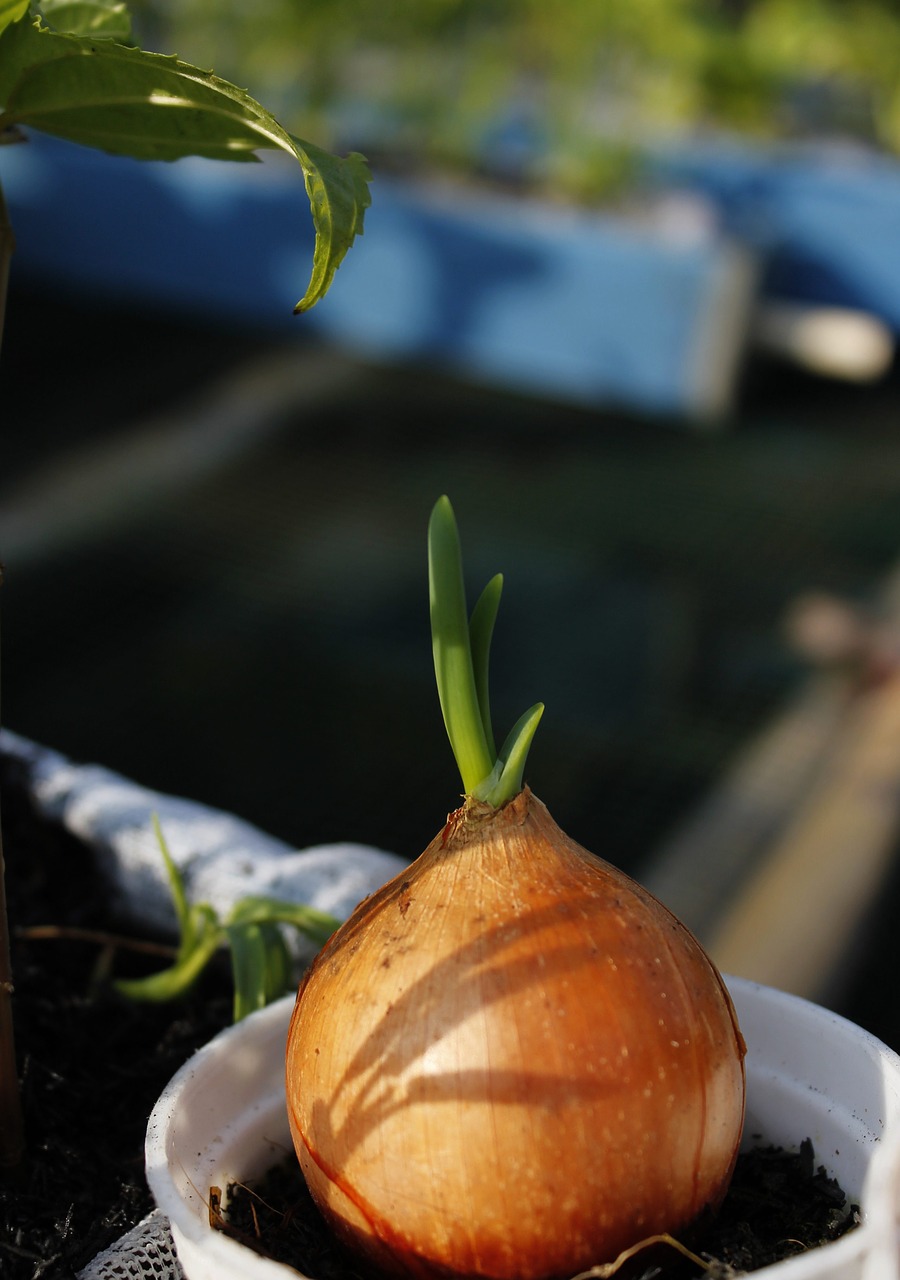 onion plant vegetable free photo