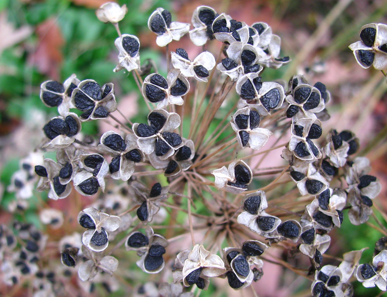 onion seeds dry free photo