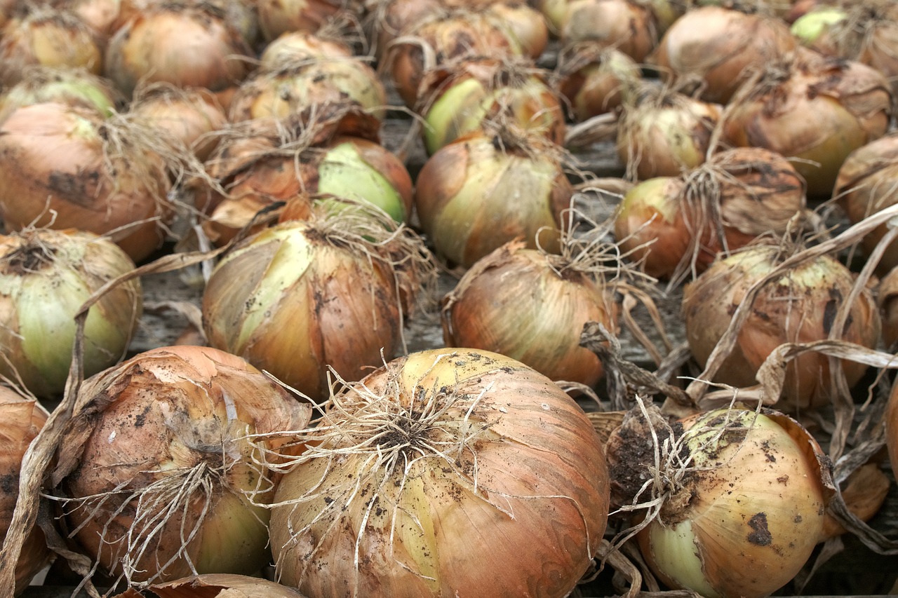 onion crop harvest free photo