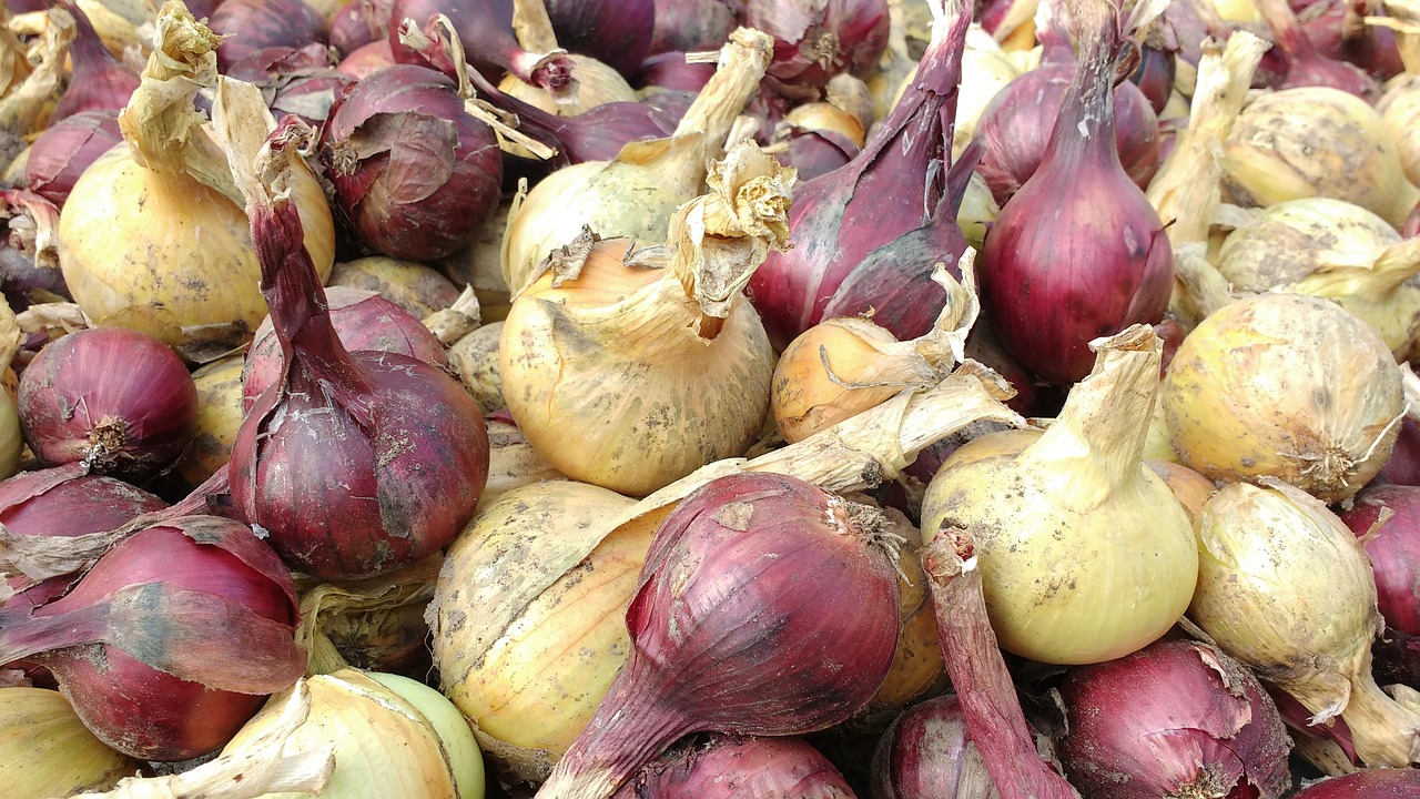 onion vegetable harvest free photo
