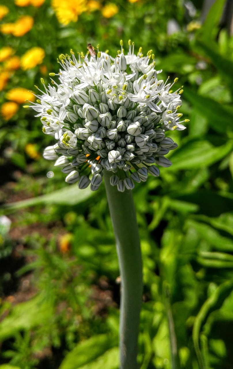 onion flower garden free photo