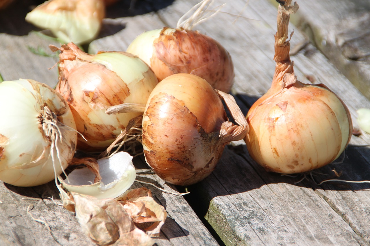 onion garden food free photo