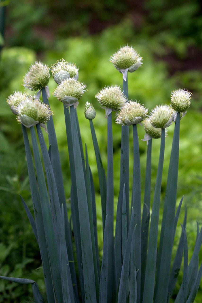 onion flower vegetable free photo