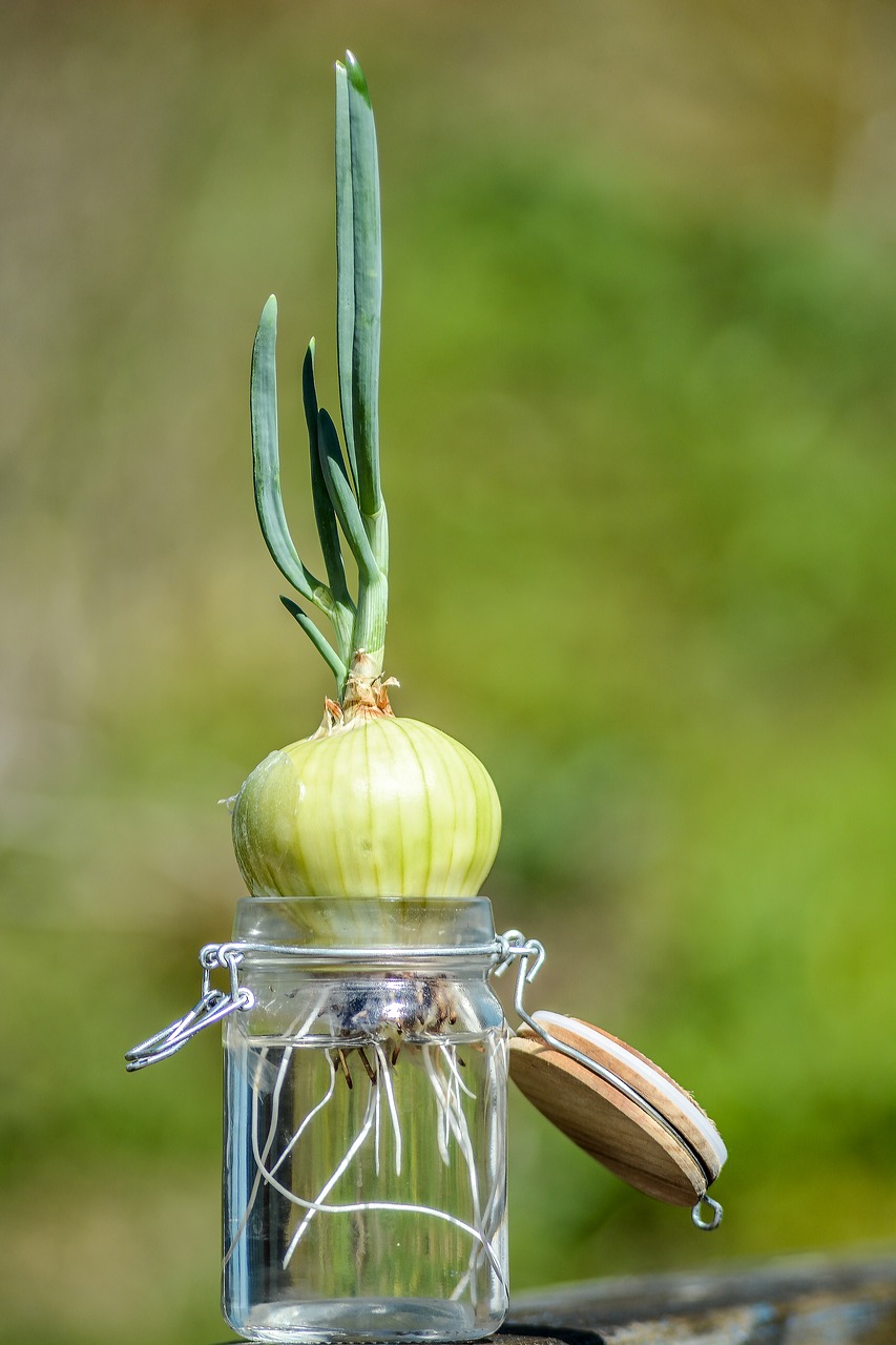 onion chives roots free photo