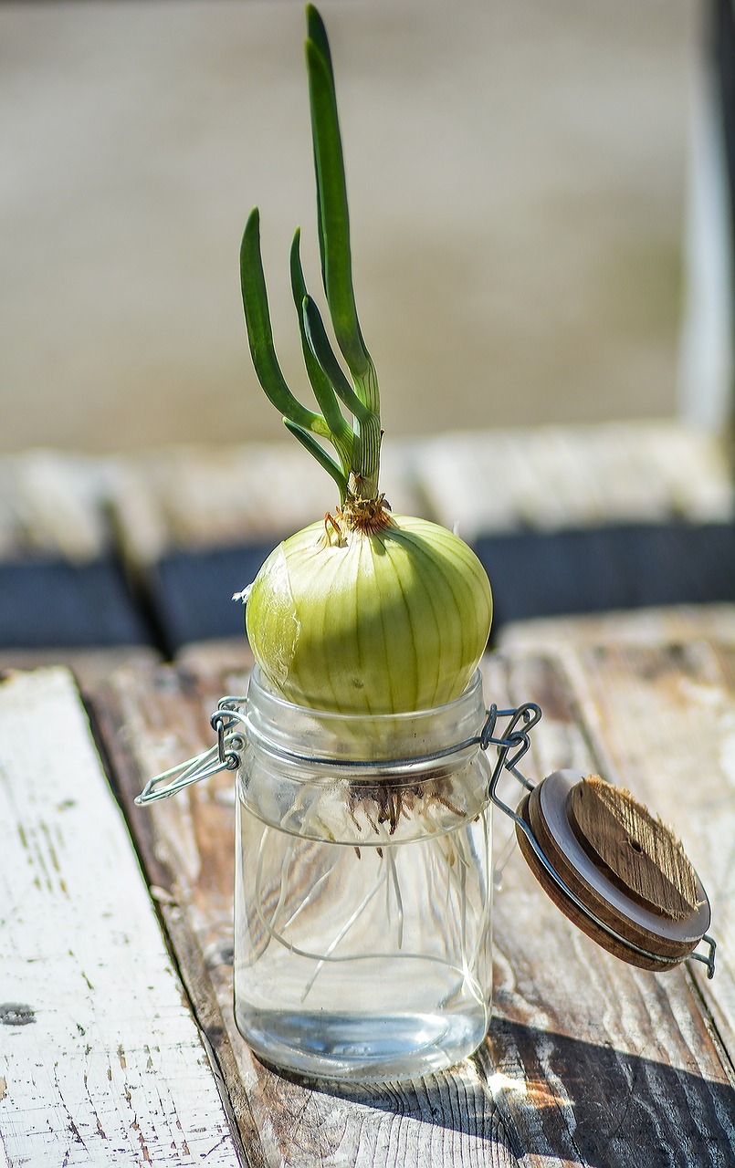 onion chives roots free photo